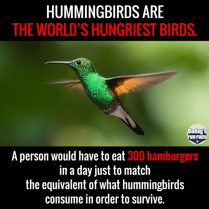A Person Would Have To Eat 300 Hamburgers In A Day To Match What Hummingbirds Consume