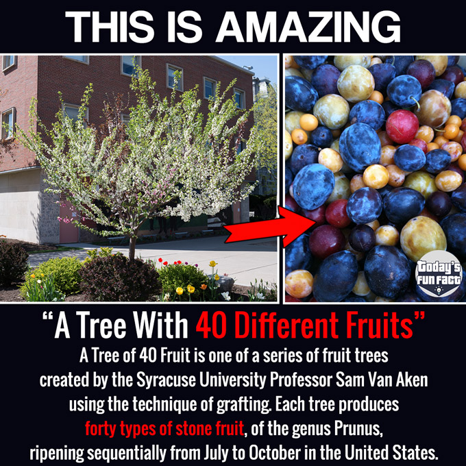 A Tree With 40 Different Fruits