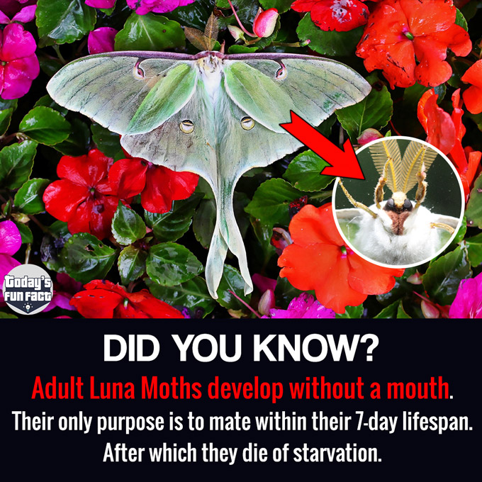 Adult Luna Moths Develop Without A Mouth