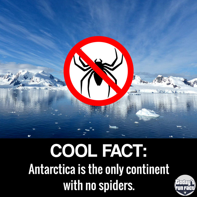 Antarctica Is The Only Continent With No Spiders