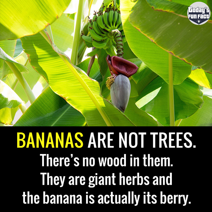 Bananas Are Not Trees