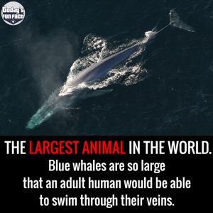 An Adult Can Swim Through The Veins Of A Blue Whale - Today's Fun Fact