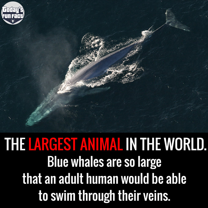 Blue Whales Are So Large